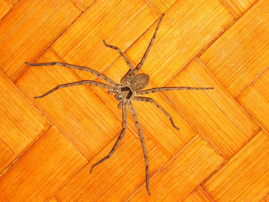 Паук-Егерь (Huntsman Spider)