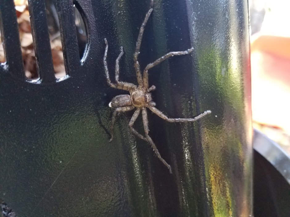 Heteropoda venatoria гетеропода венатория