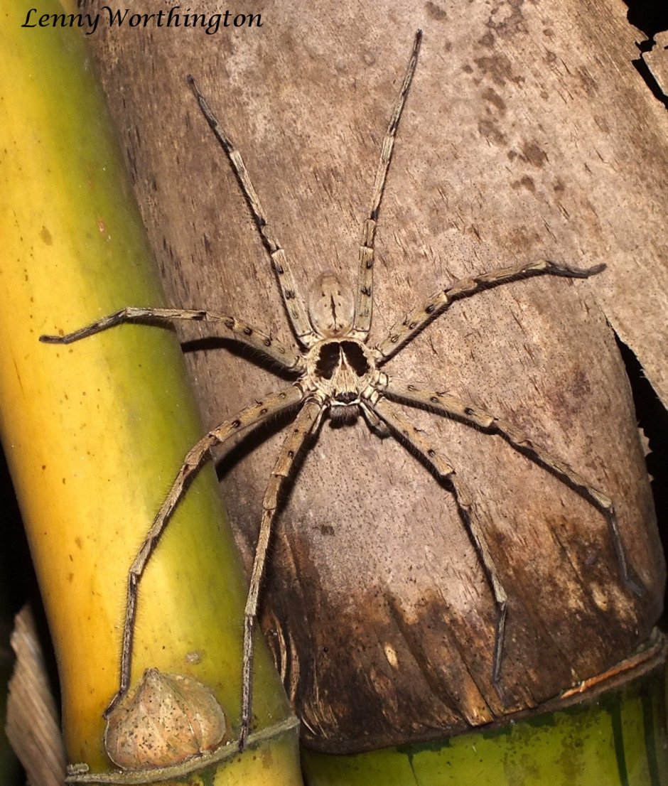 Heteropoda venatoria гетеропода венатория