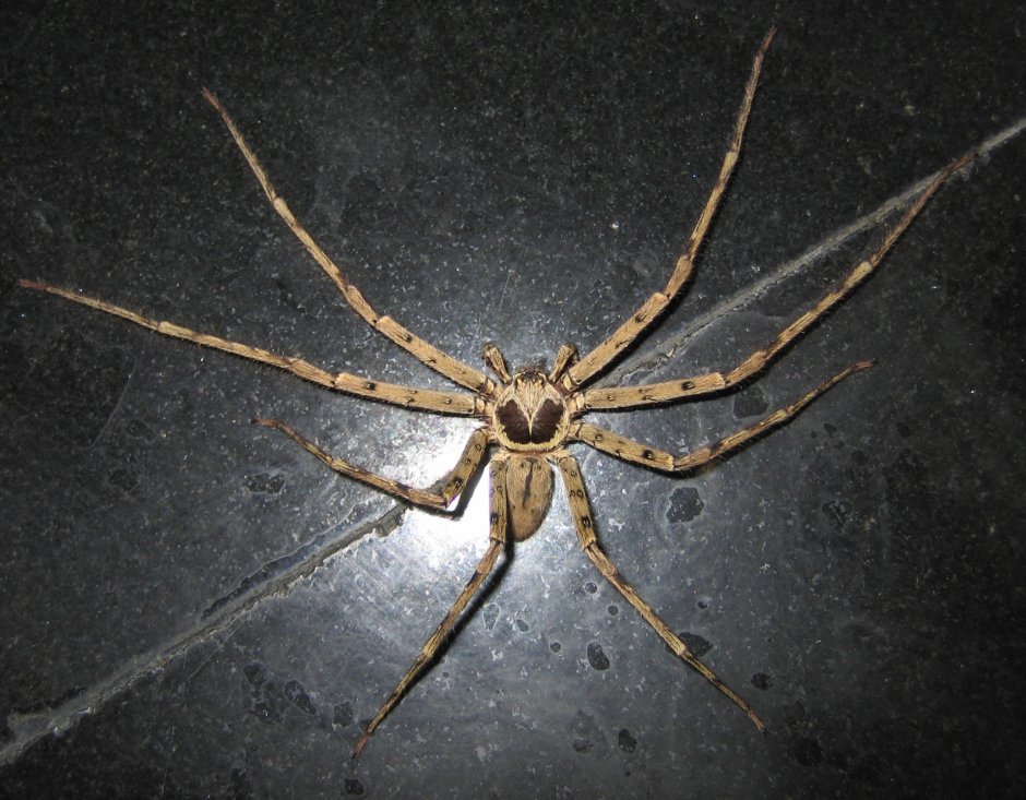 Heteropoda venatoria паук в России