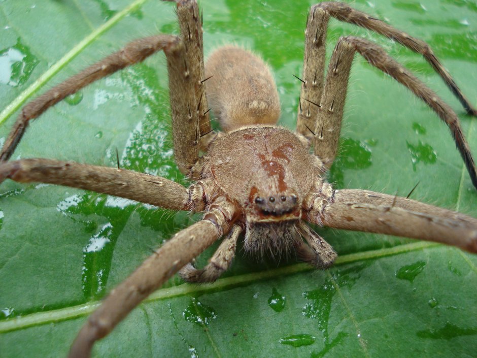 Sparassidae крабовый паук