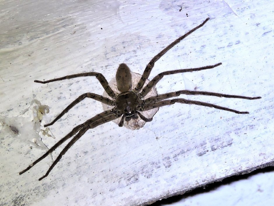 Гигантский паук Sparassidae