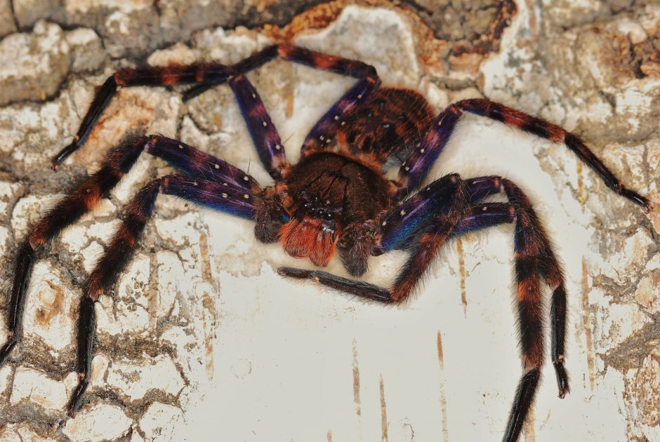 Гигантский паук Sparassidae