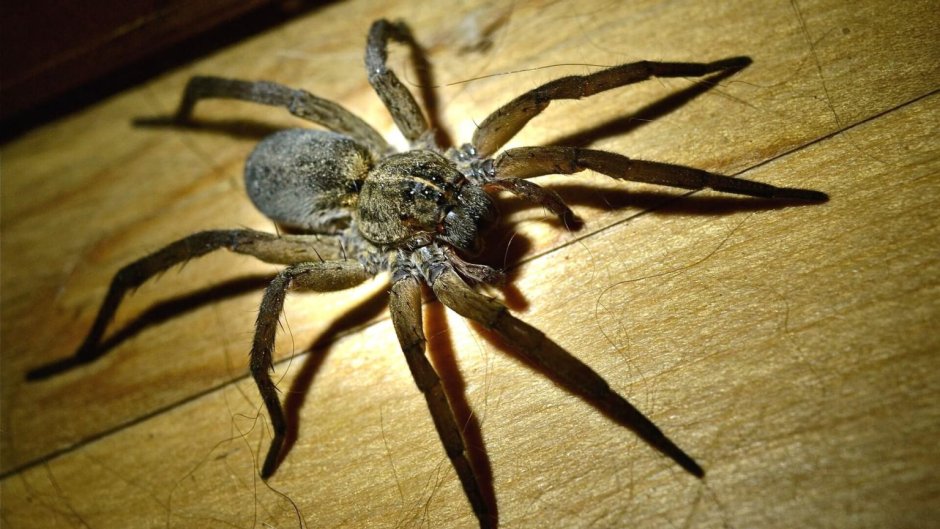 Heteropoda maxima и человек