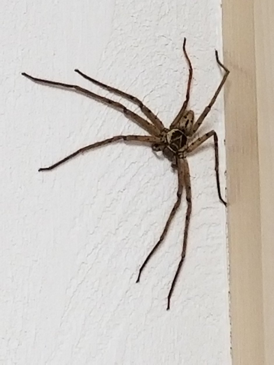 Heteropoda venatoria паук