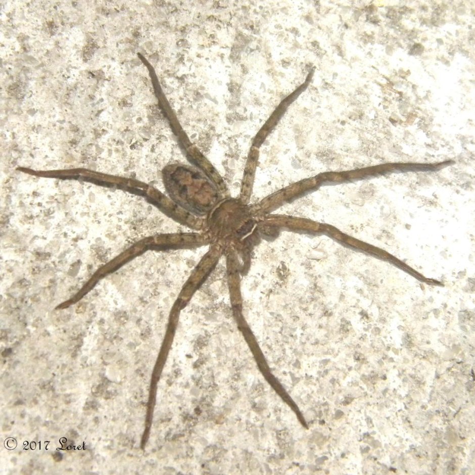 Паук Huntsman Spider