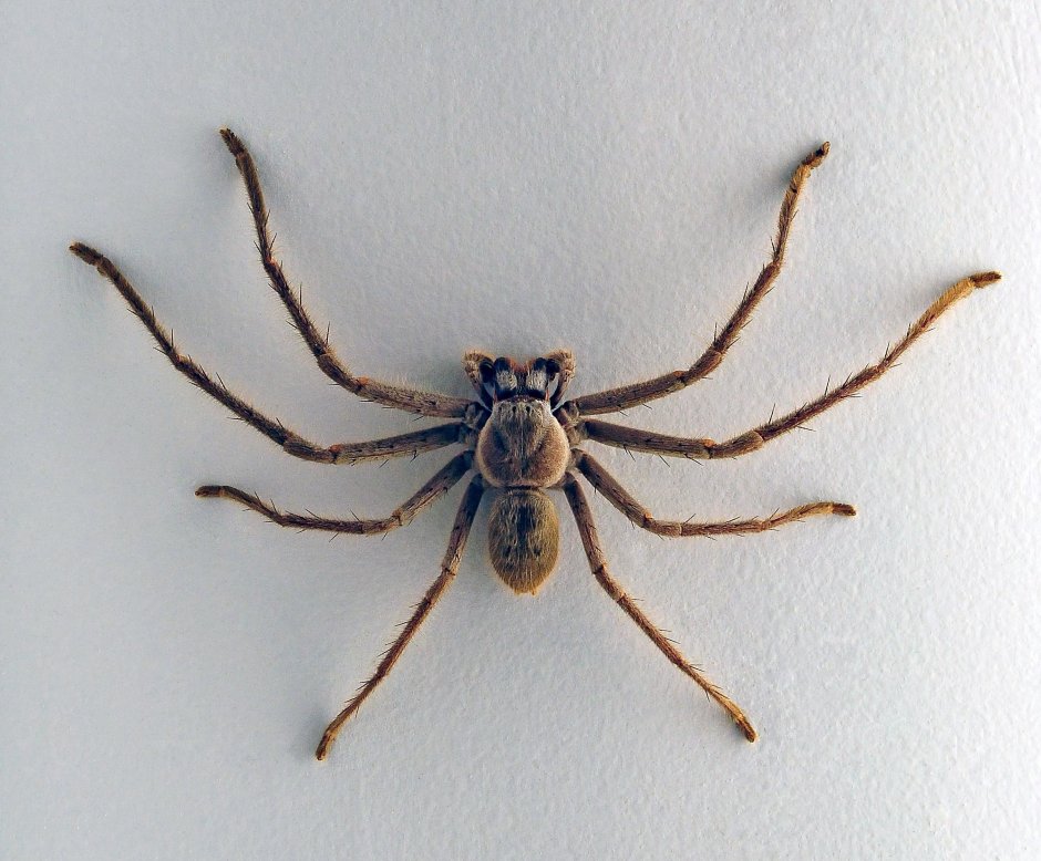 Heteropoda maxima паук