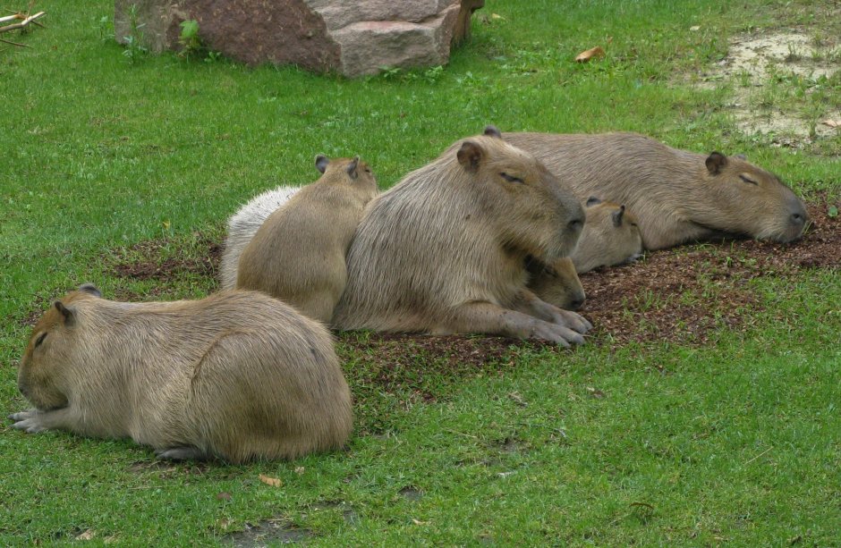 Снежная капибара