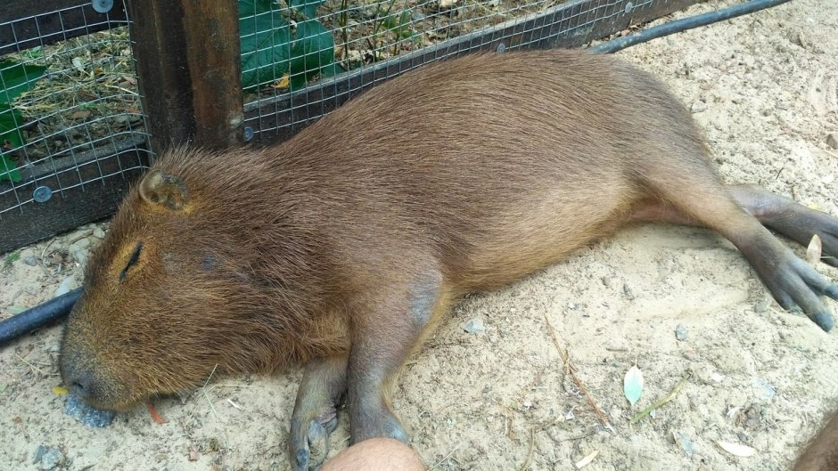 Капибара скрещенная с нутрией