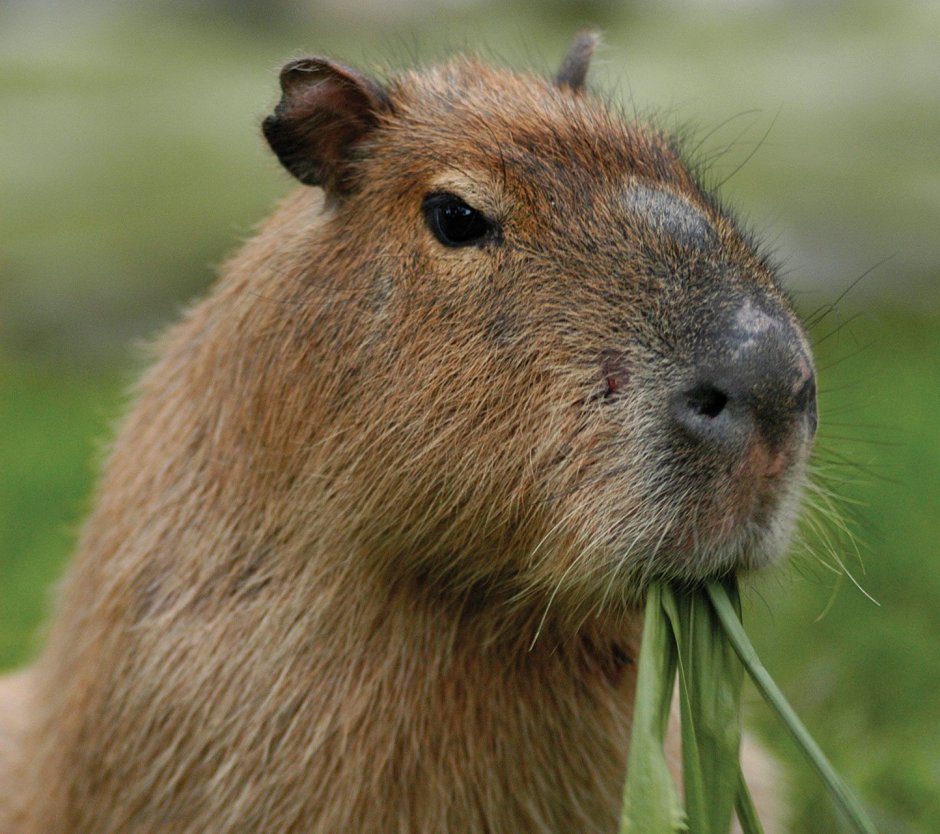 Hydrochoerus isthmius