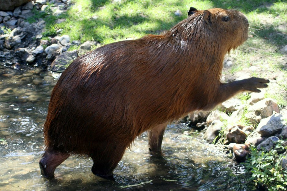Кошицкий зоопарк