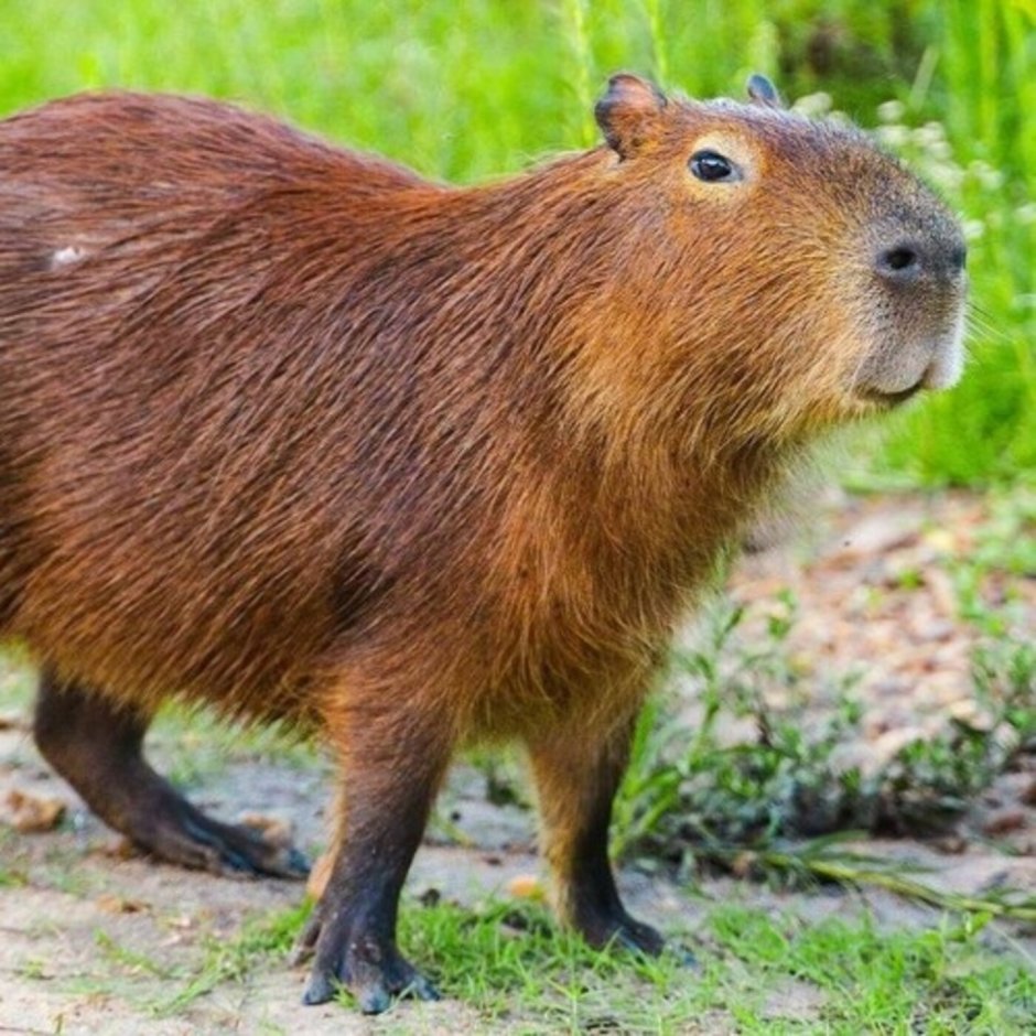 Капибара улыбается