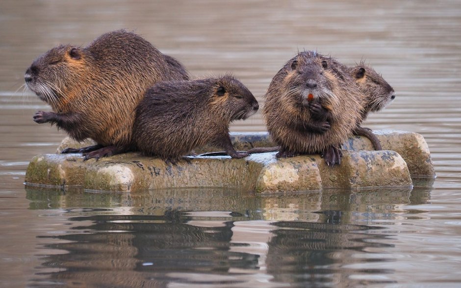 South American giant rodent