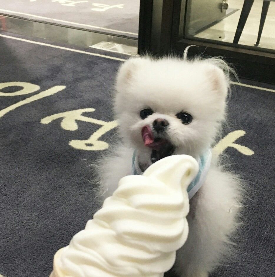 Корейская маленькая собачка