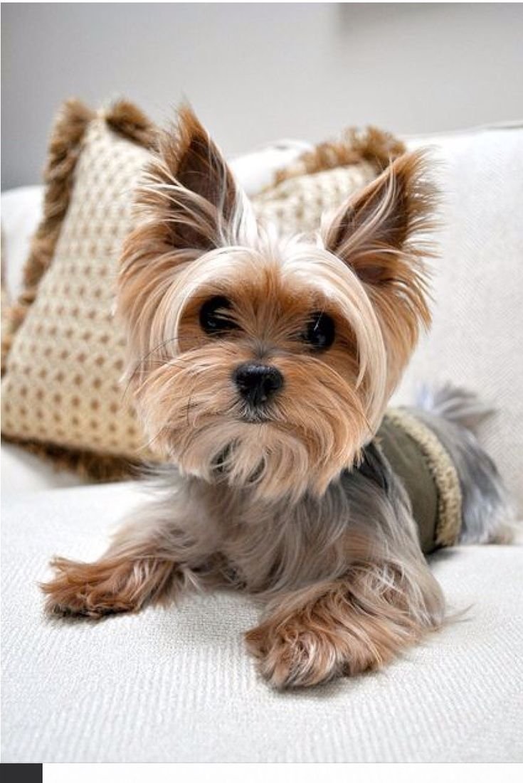 Йоркширский терьер