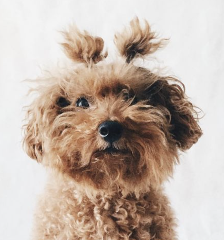 Милые собачки из пинтереста