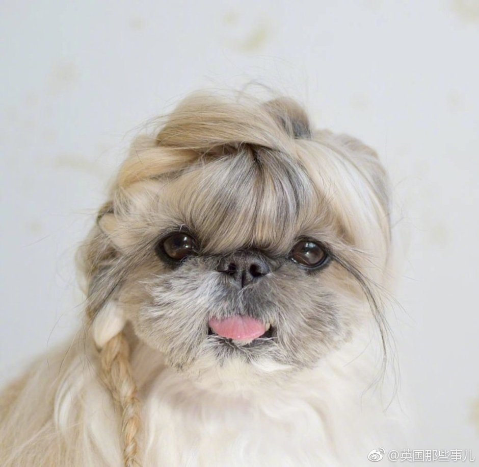 Стрижки для собак породы ши тцу