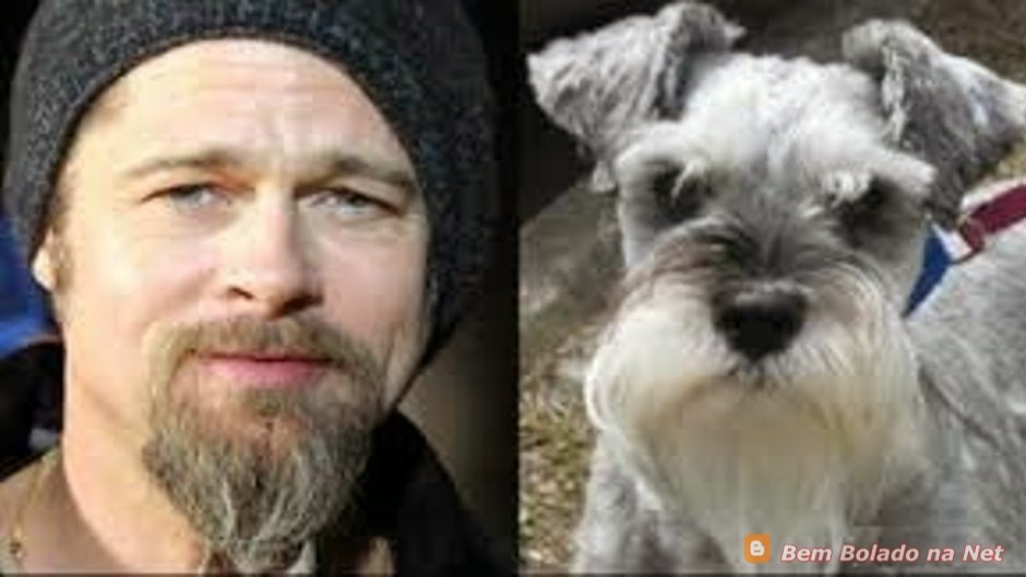 Собака похожая на Деда