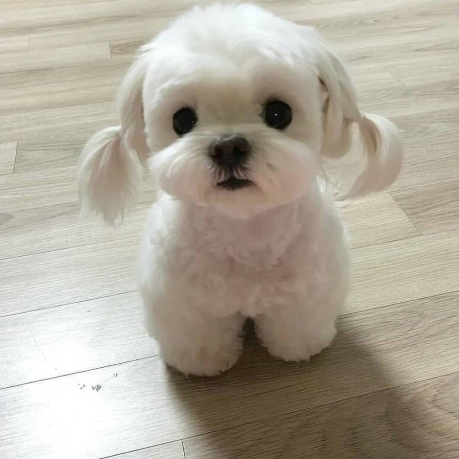 Бишон фризе и Мальтийская болонка