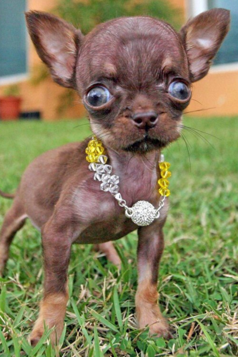Китайская чихуахуа