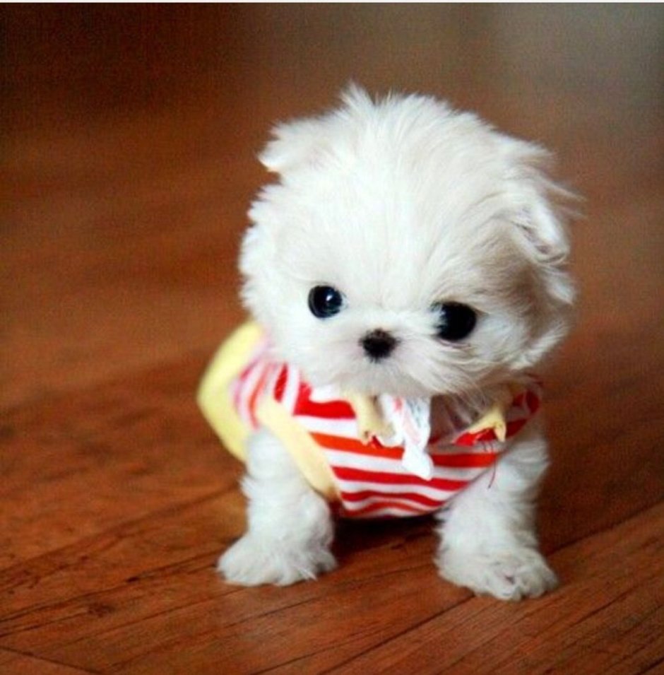 Мини собачки