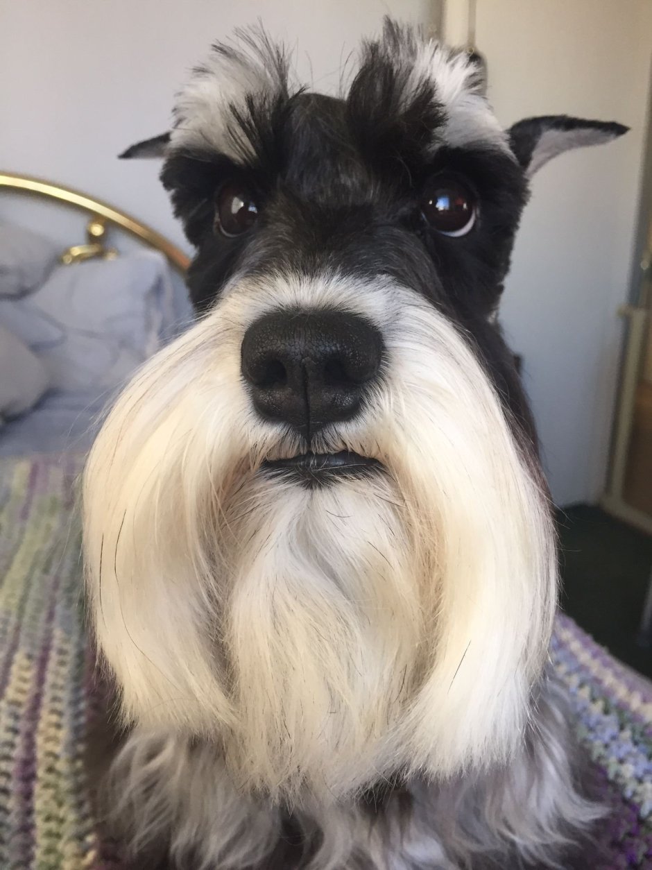 Бородатый шнауцер