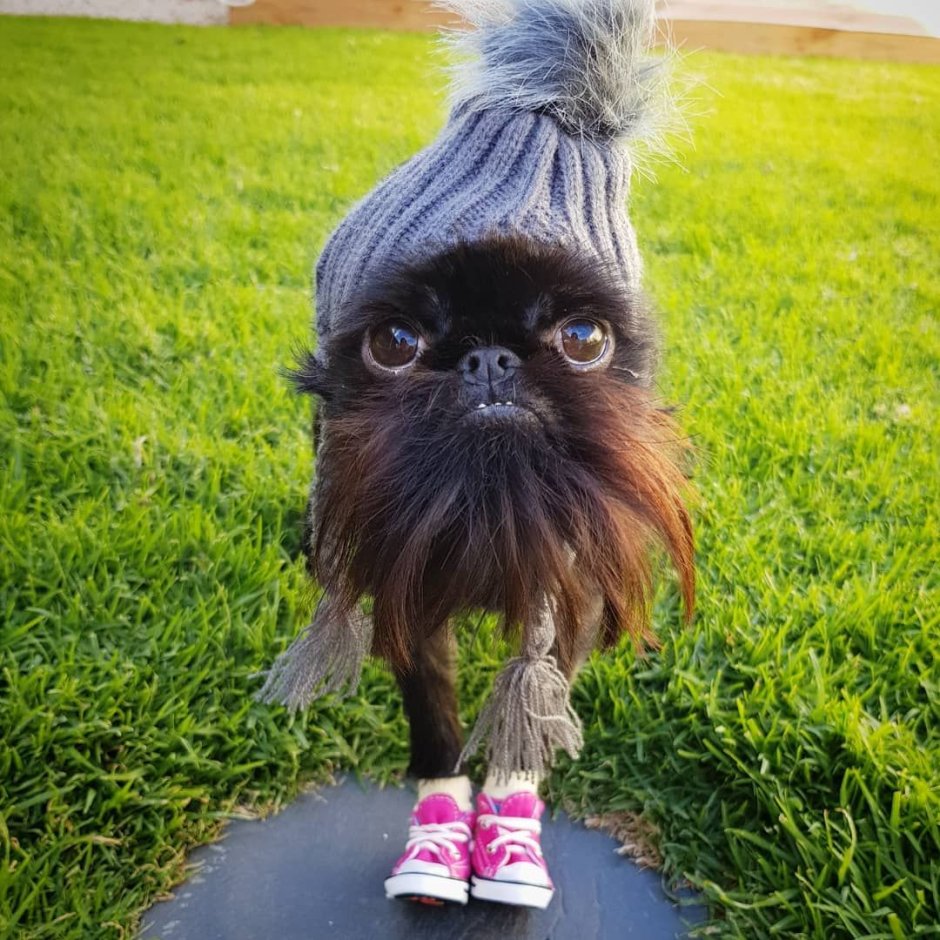 Бельгийский Грифон смешнве