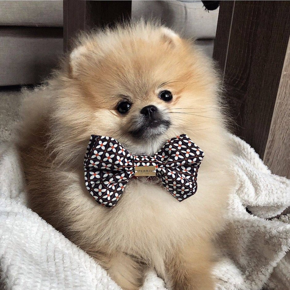 Шпиц терьер короткошерстный