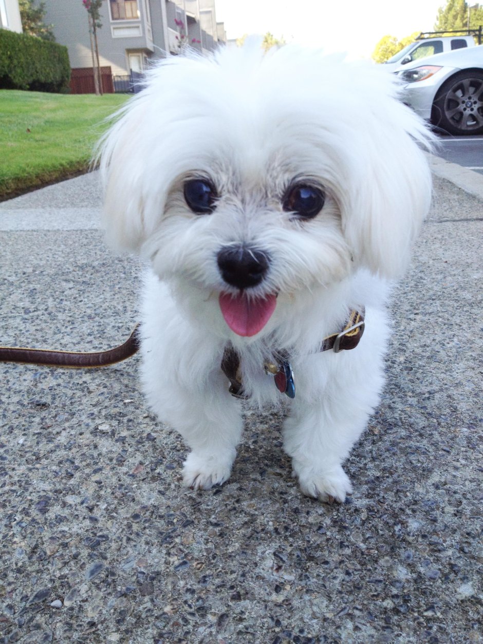 Мексиканская болонка