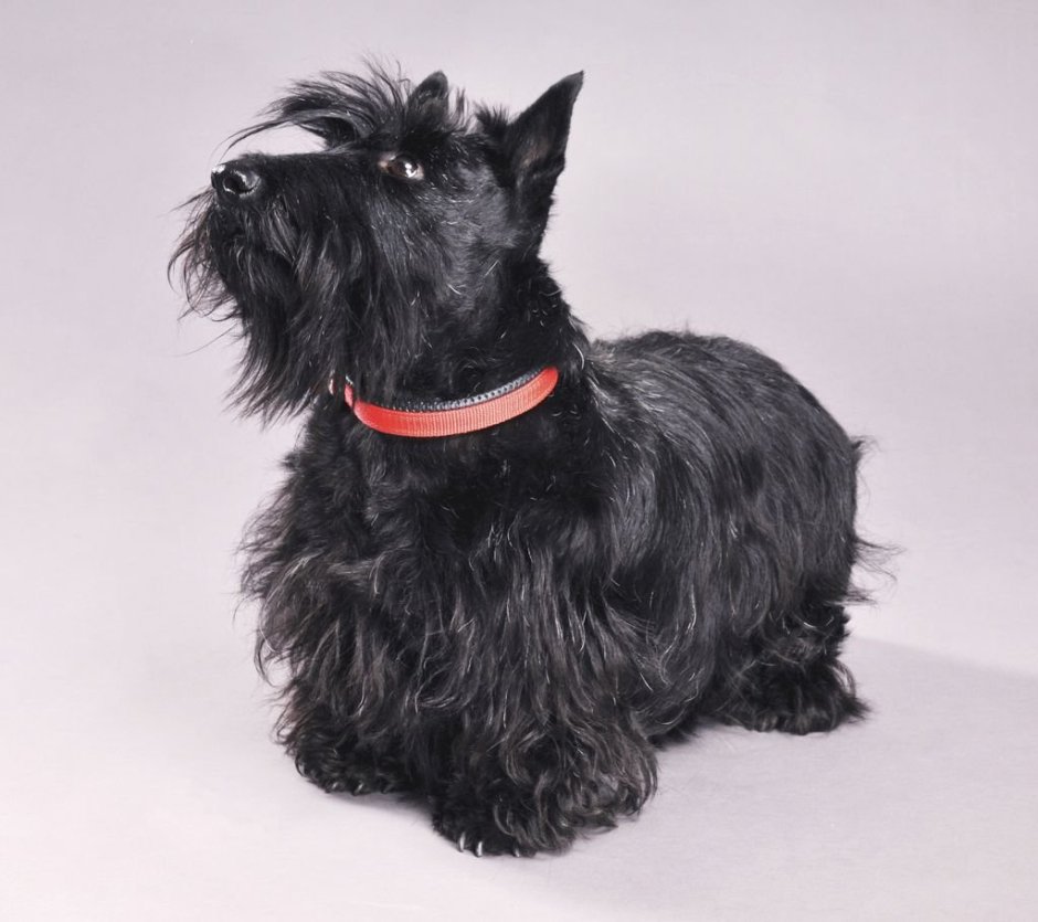 Скоттиш терьер