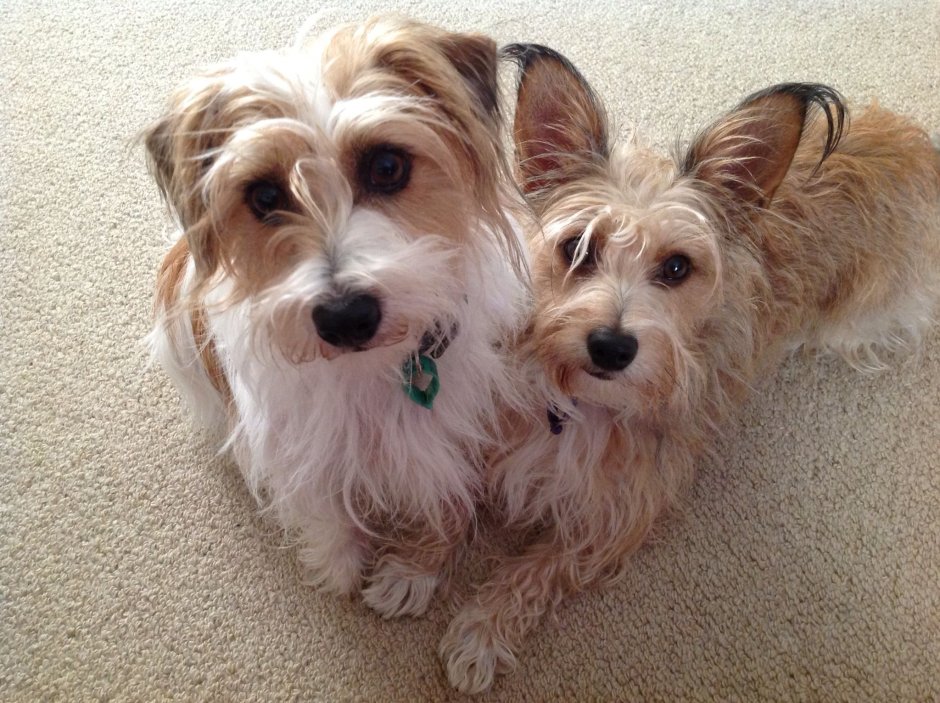 Метис Джек Рассела и Йорка