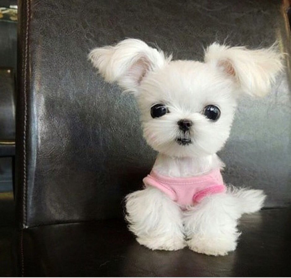 Маленькая собака мало шерсти