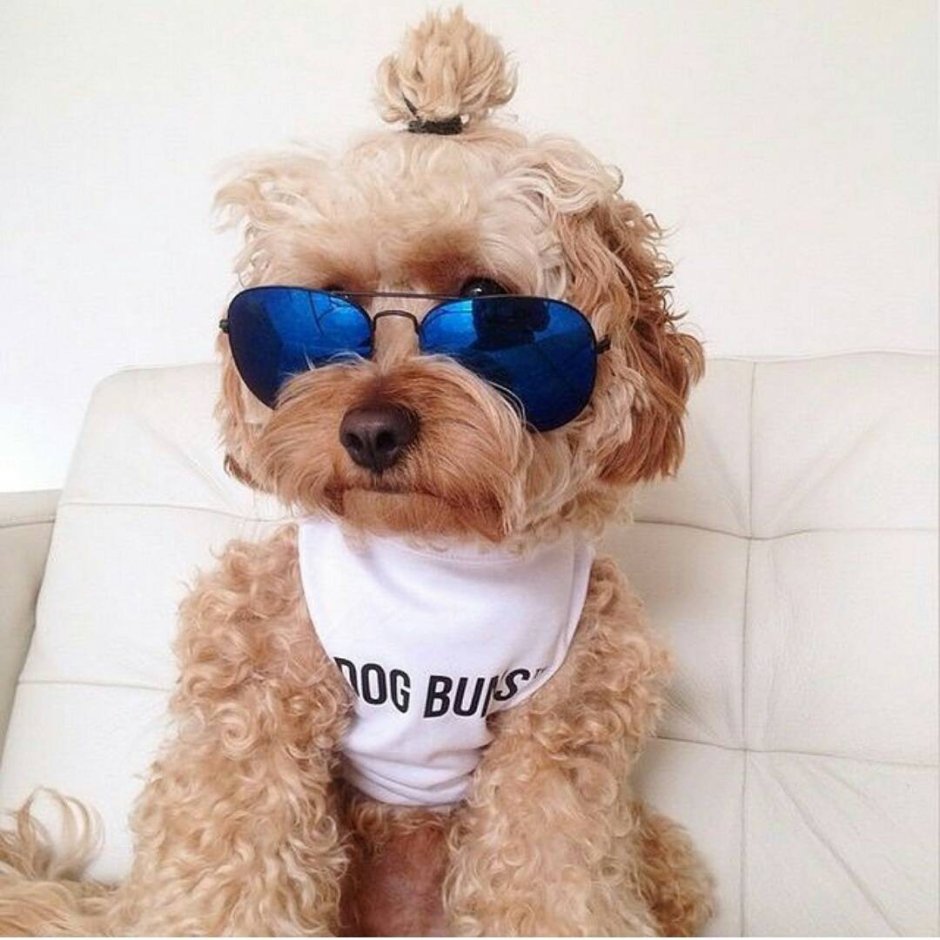 Собака с прической