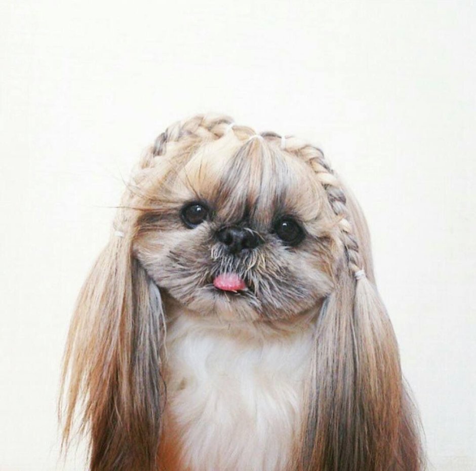 Стрижка морды ши тцу