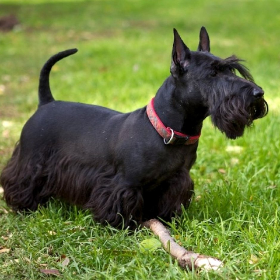 Шотландский терьер гладкошерстный