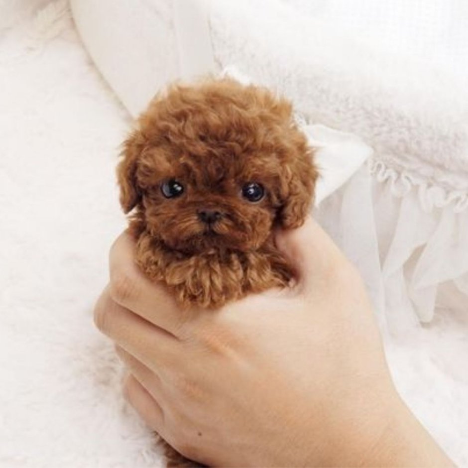 Мальтипу микро