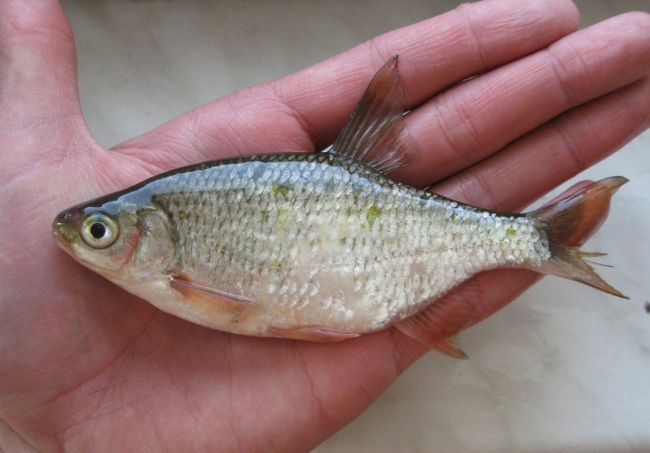 Blicca bjoerkna