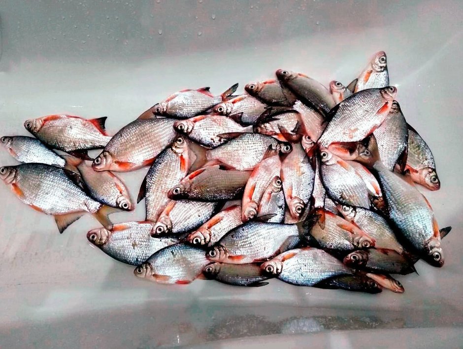 Лопырь
