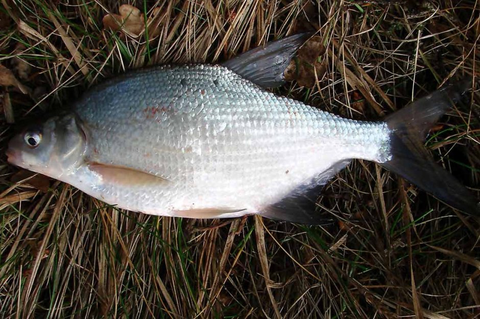 Лещ обыкновенный Abramis brama