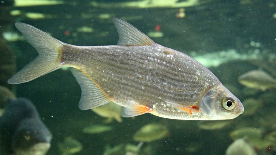 Blicca bjoerkna