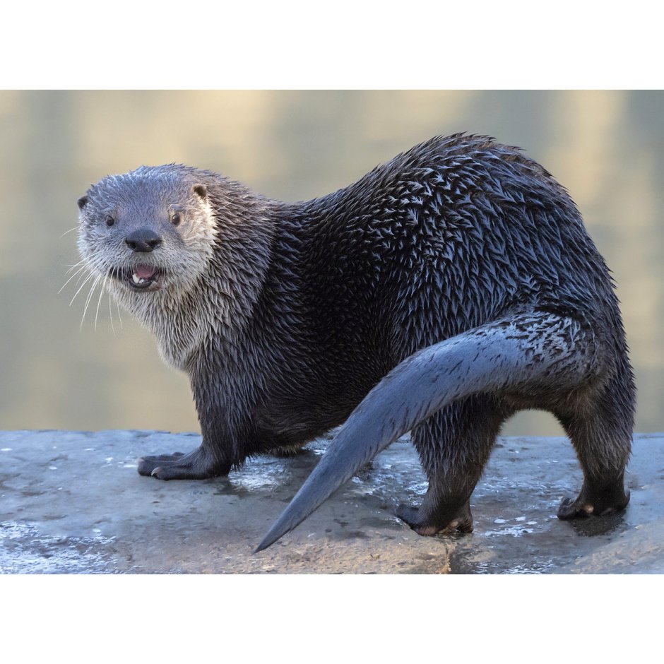 Lontra canadensis