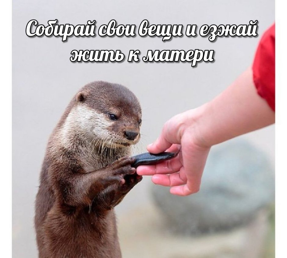 Выдра с детьми