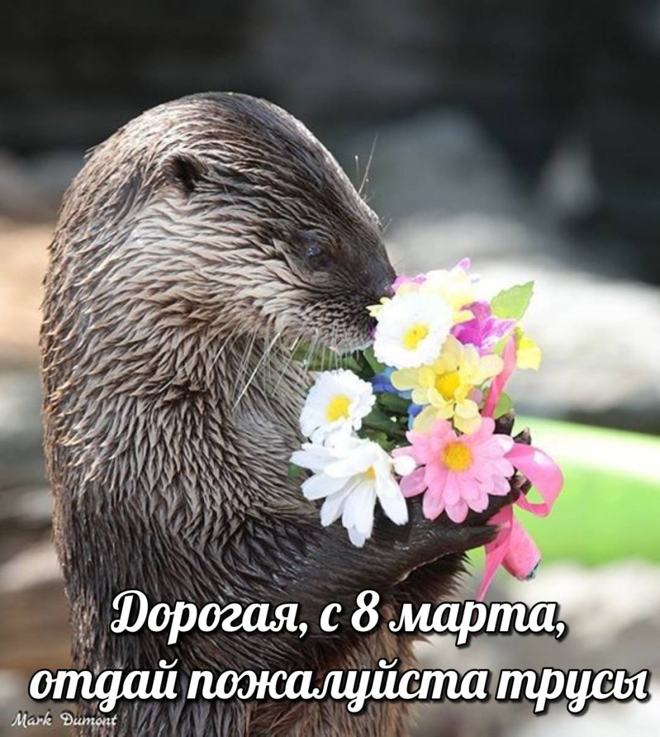Гнездо выдры