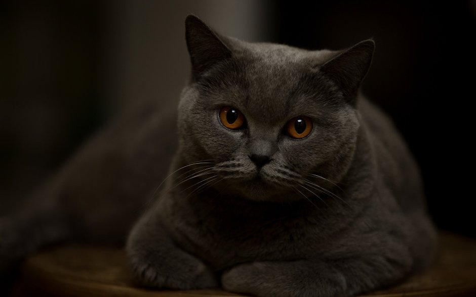 Кот британец темно серый