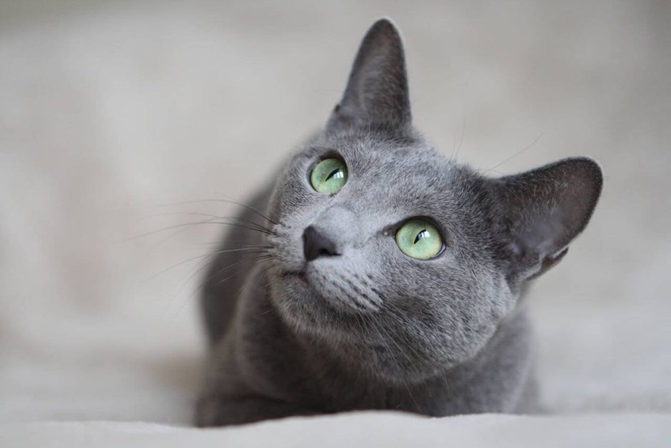 Сибирский голубая кошка короткошерстная