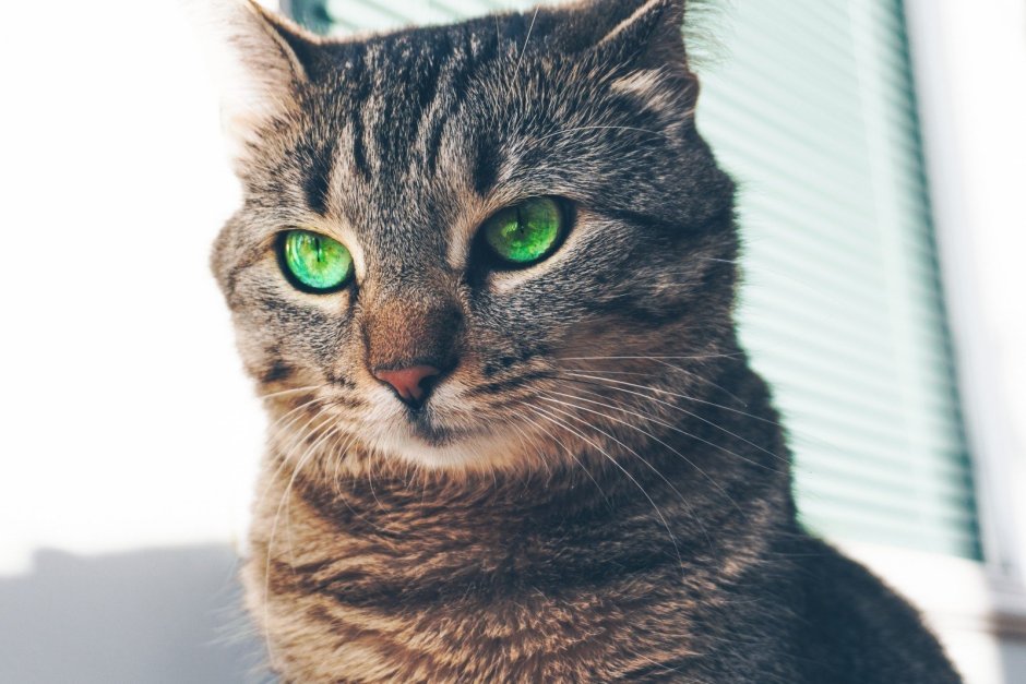 Коты с зелеными глазами