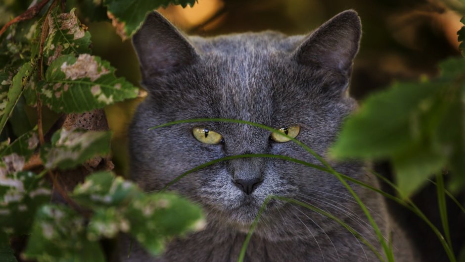 Кошка серая