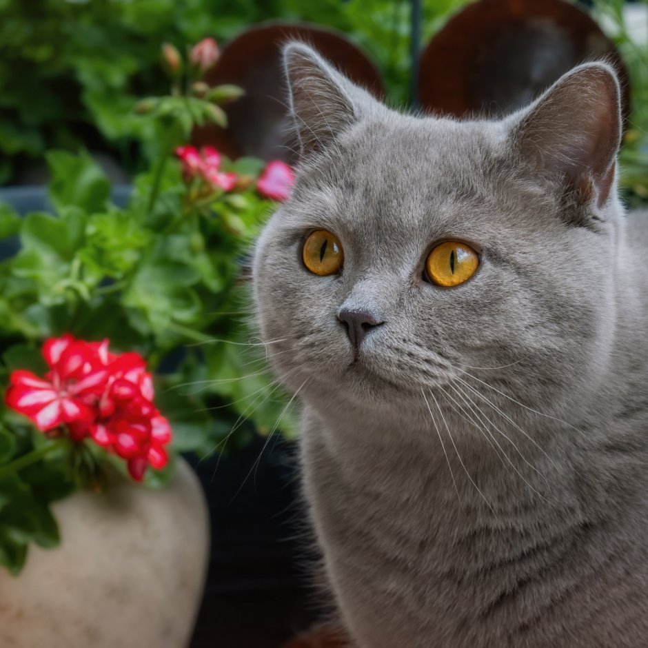 Шотландская остроухая кошка