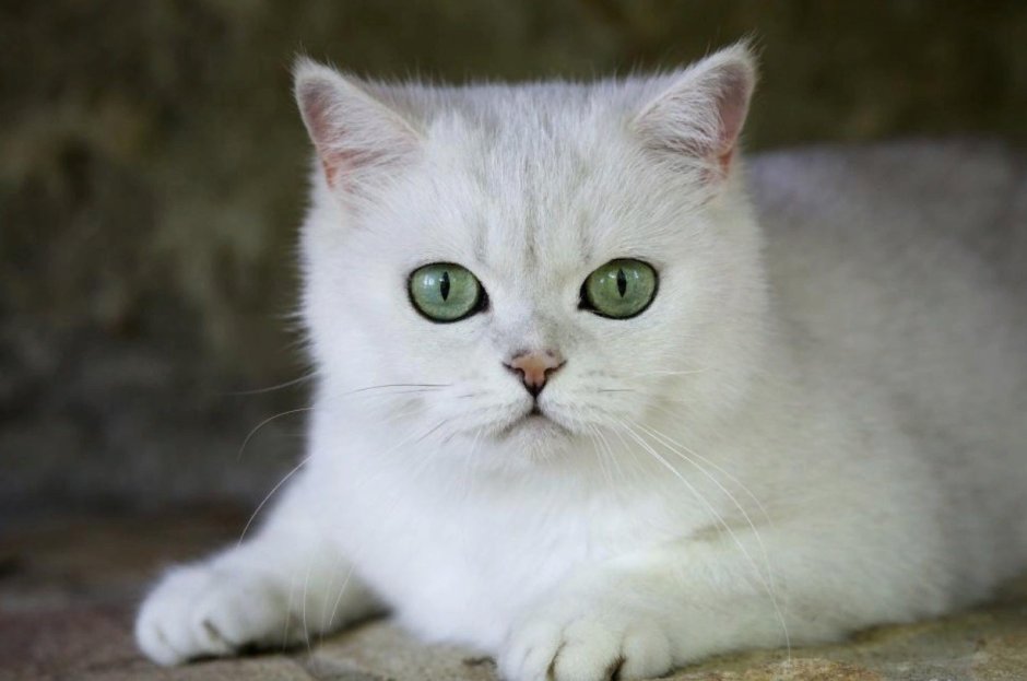 Белая кошка с зелеными глазами