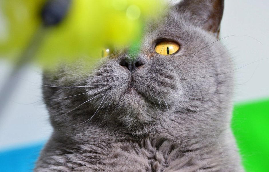 Британский короткошерстный кот